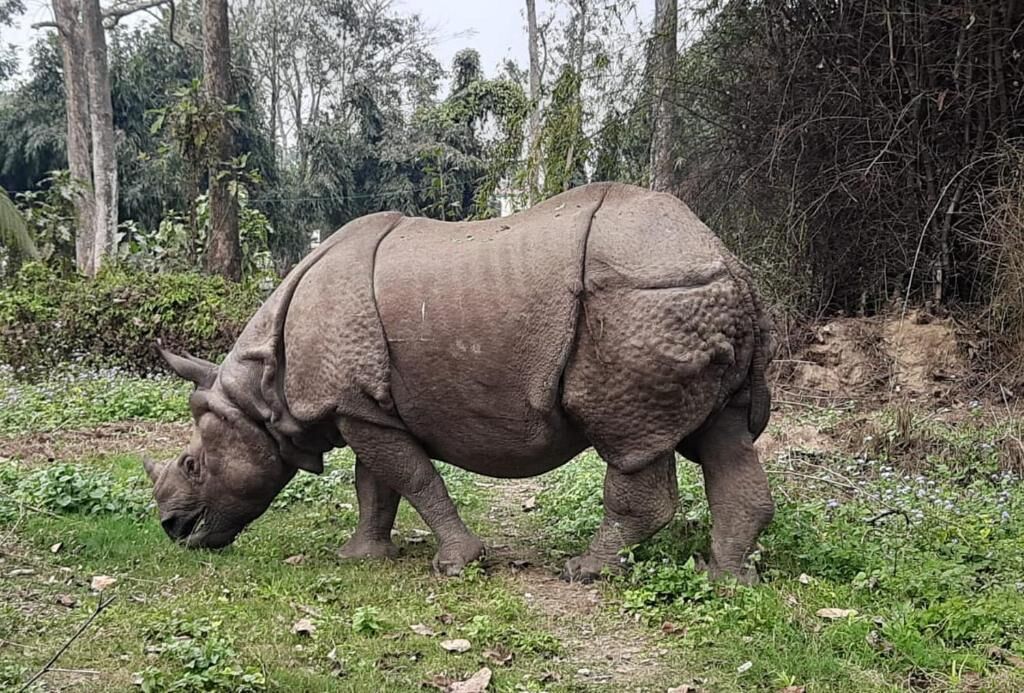 Um rinoceronte em seu habitat natural, com árvores e grama.