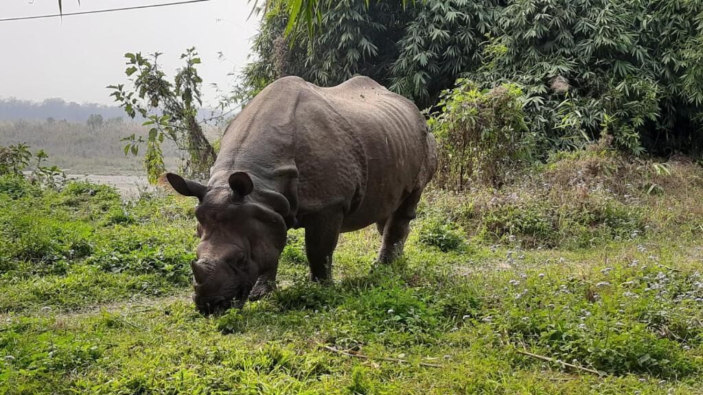 A rhinoceros in a natural setting with dense vegetation and trees in the background.
