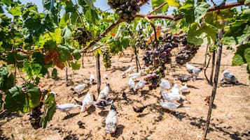 Un vigneto con viti e galline che razzolano nel terreno.