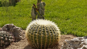 Un jardin de cactus avec un bâtiment en pierre en arrière-plan.