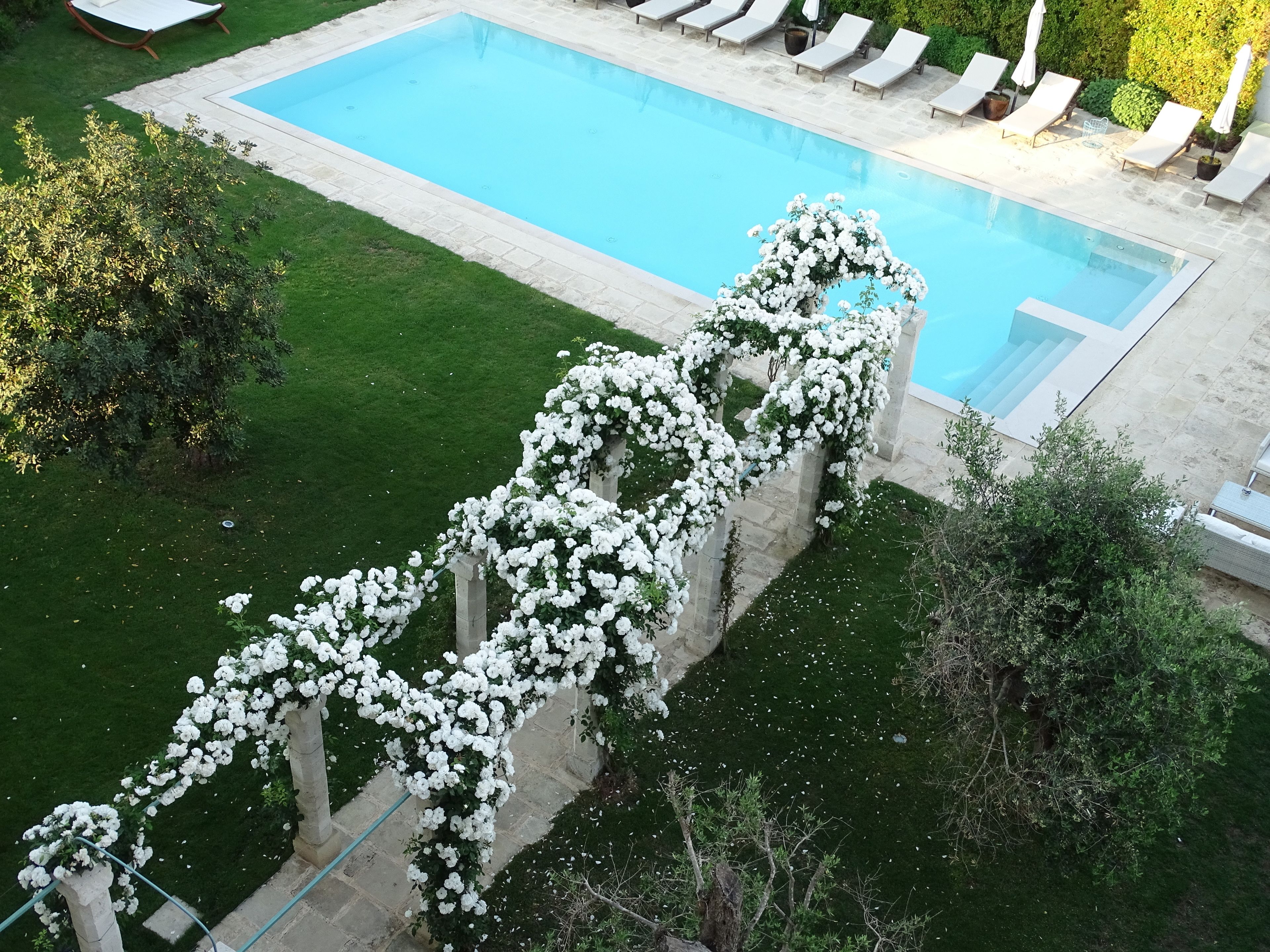 Una piscina con arcos de flores blancas, un césped y sillas de descanso.