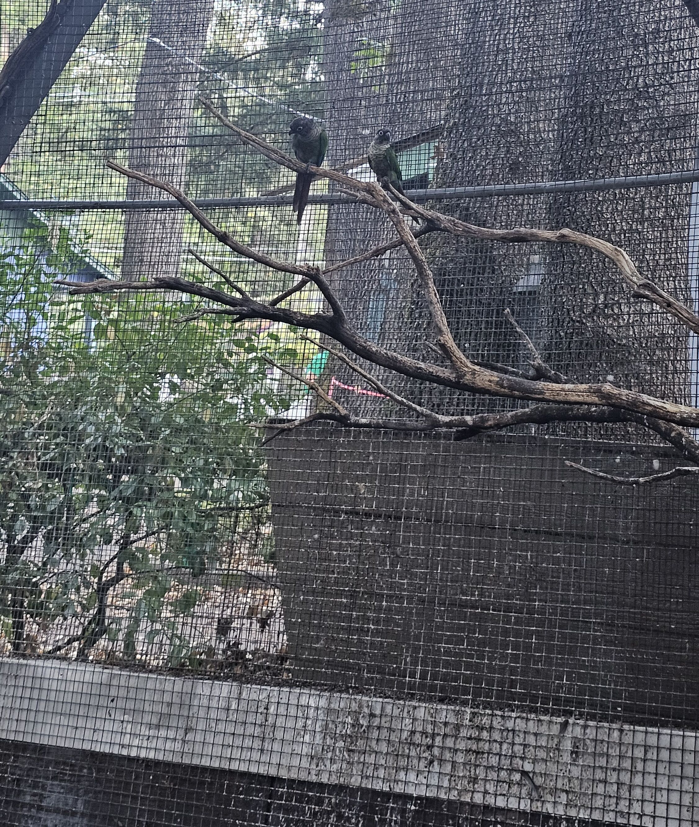 Una jaula de pájaros con dos aves posadas en una rama.