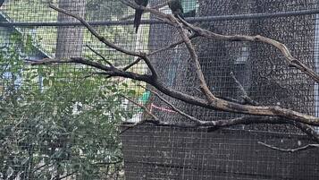 Una jaula de pájaros con dos aves posadas en una rama.