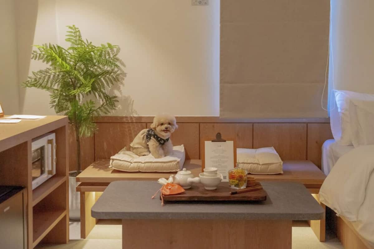 A hotel room with a bed, a small table with a tray, a plant, and a dog.