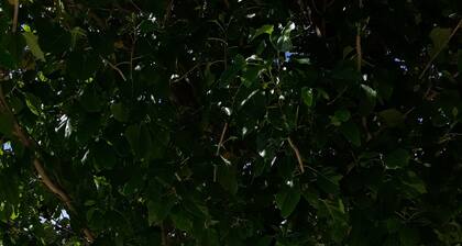 Panglao Grande Resort