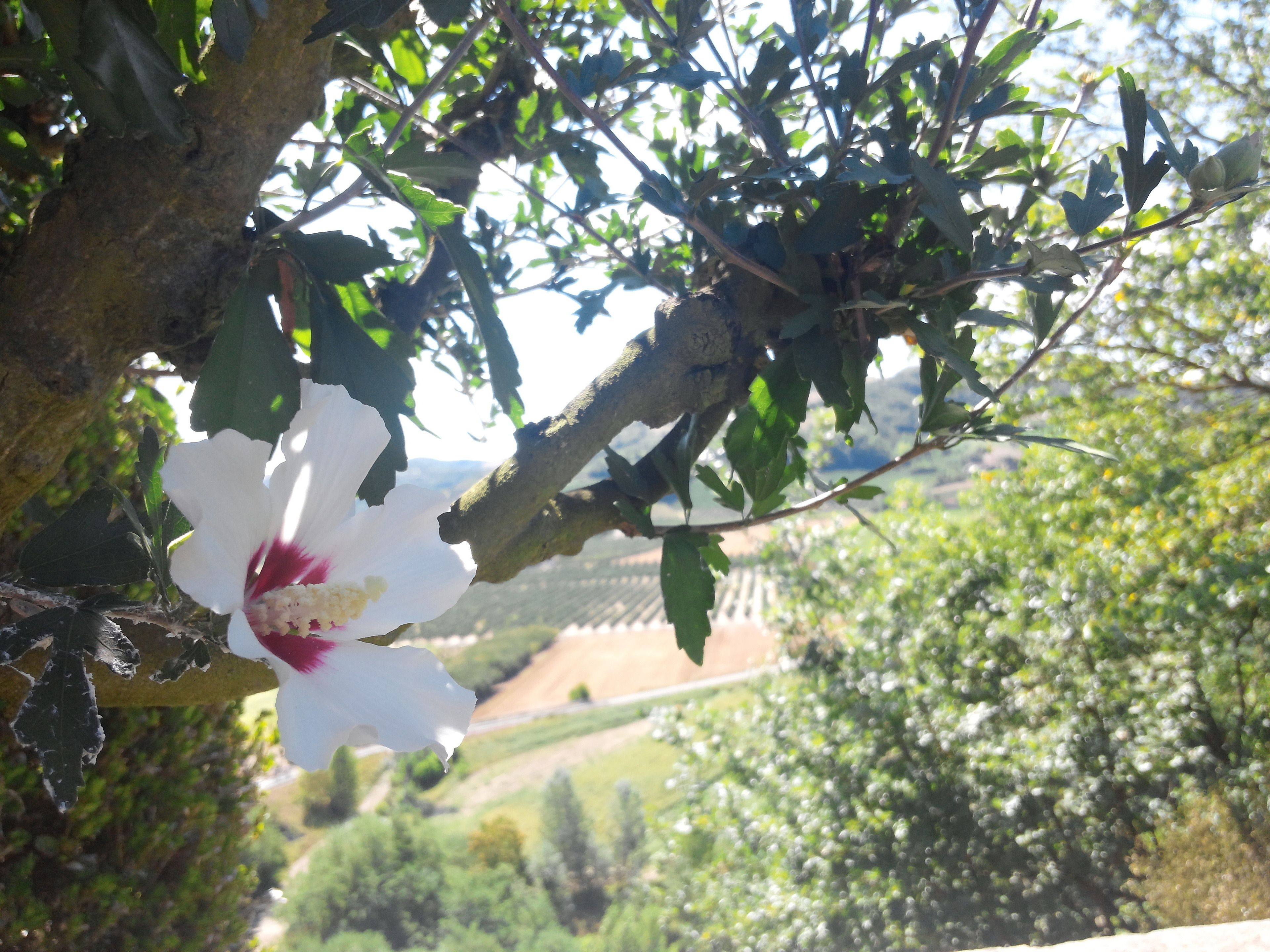 Fiore bianco con centro rosso su un ramo.