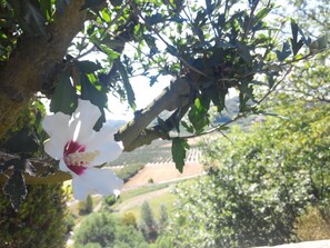 A white flower with a red center on a tree branch. - Il Castello di Bubbio (Bubbio)