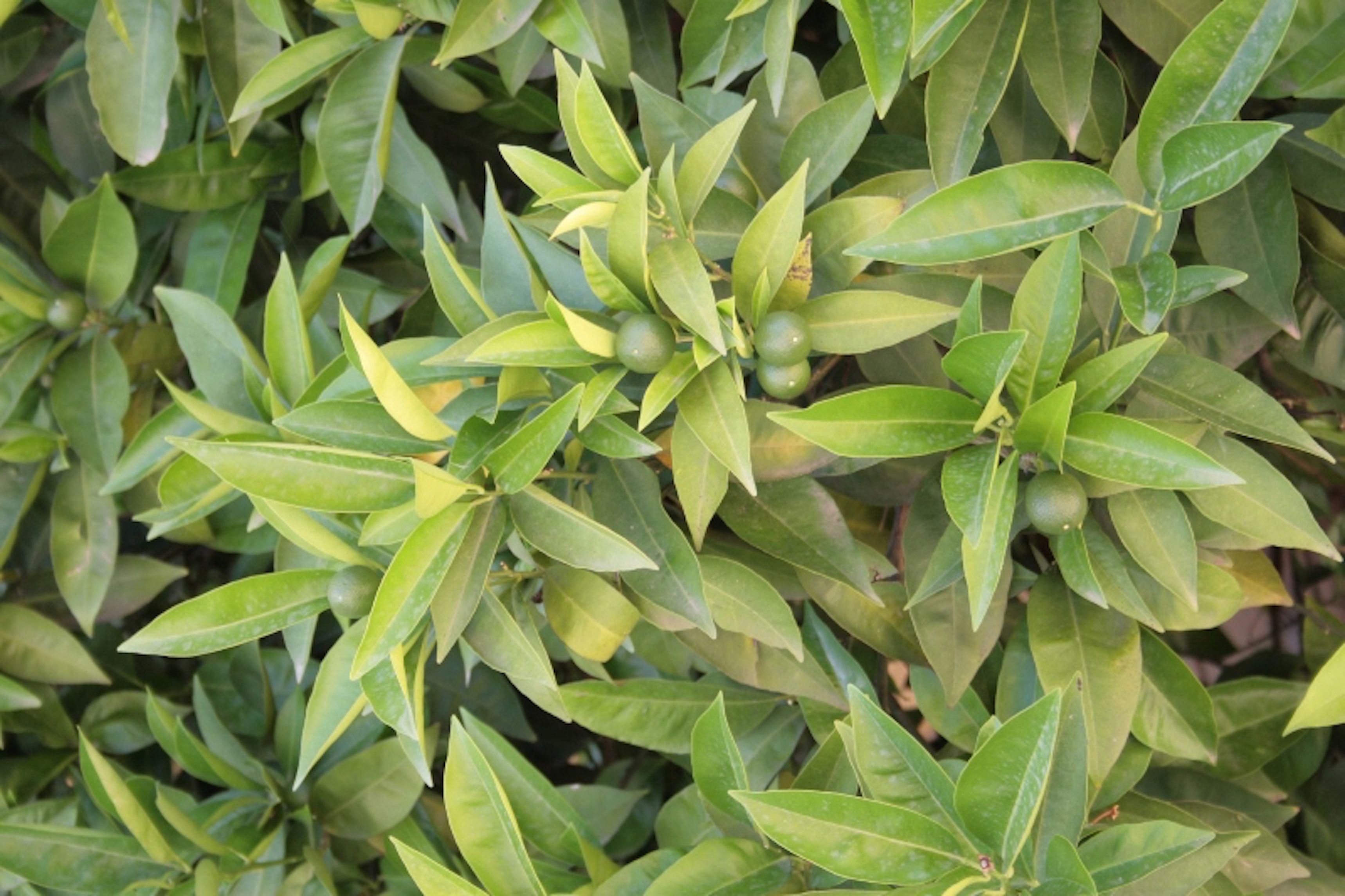 Photo - L'Aranceto&stilnovo