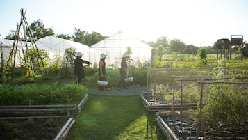 Explore a thriving greenhouse with raised garden beds and a variety of plants.