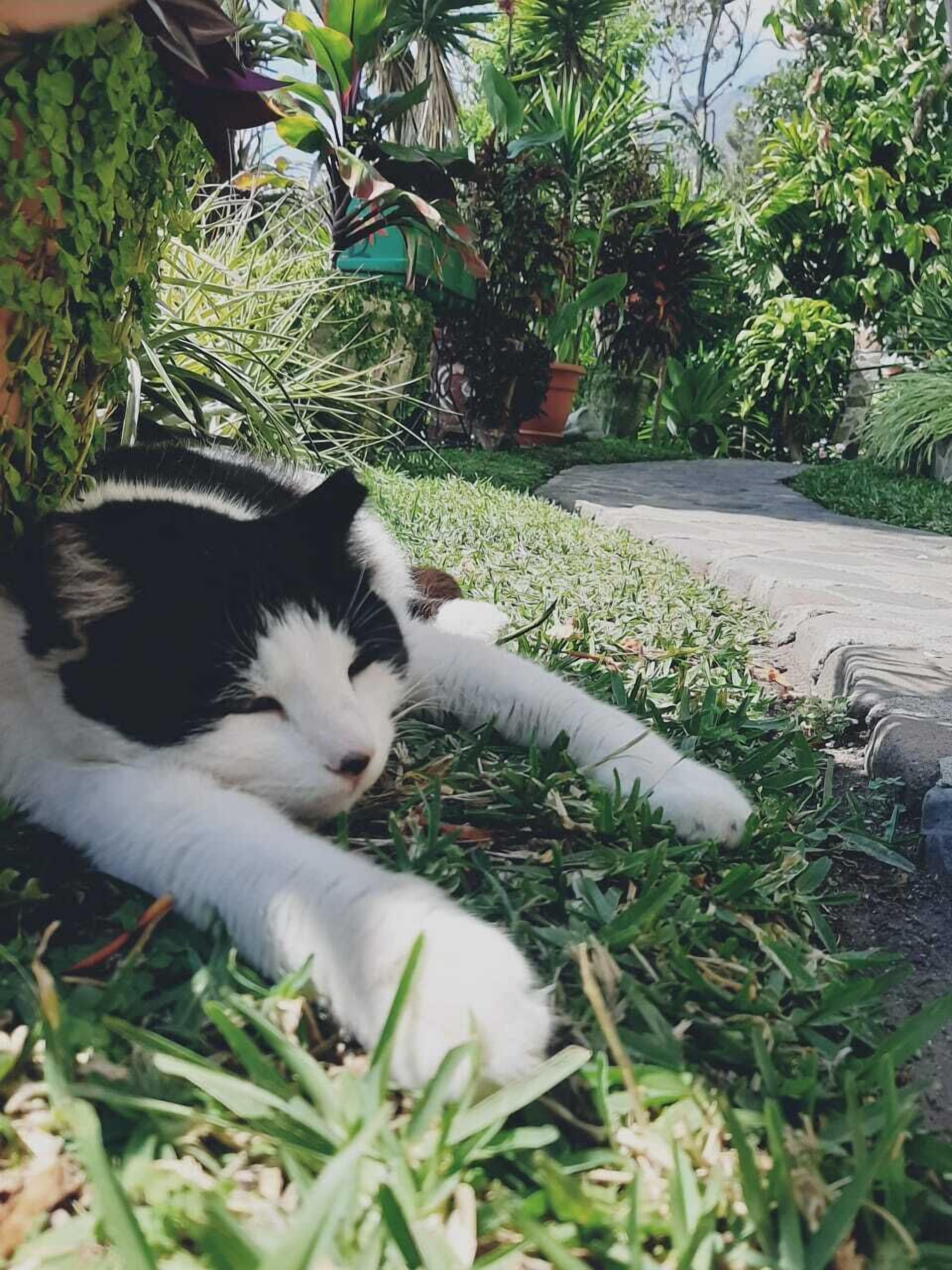 Un gato blanco y negro descansando sobre el césped en un jardín con diversas plantas y un camino de piedra.