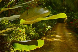Property grounds - Cabinas Los Laureles (Bahía Ballena)
