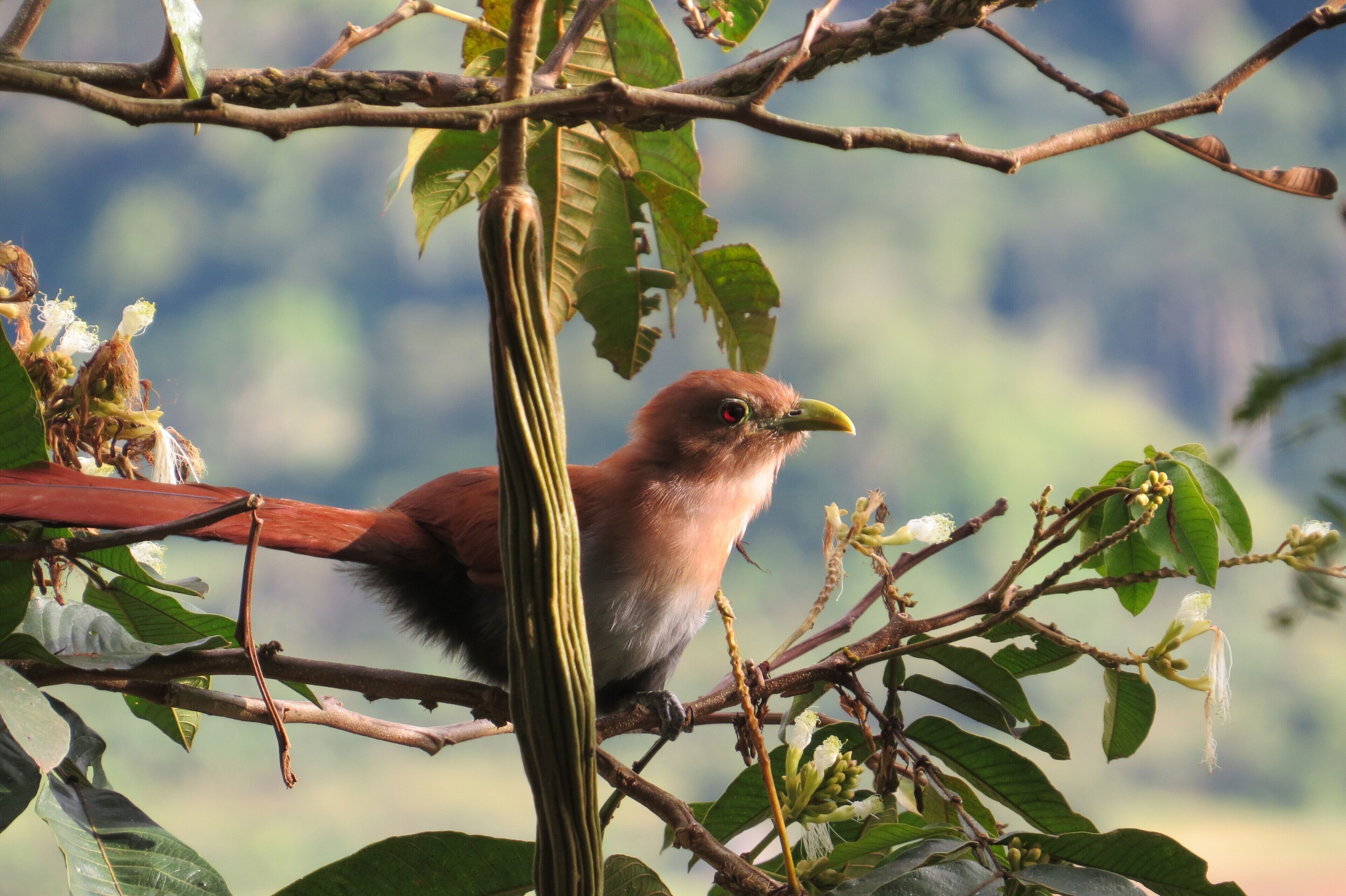 Foto - Rinconcito Verde