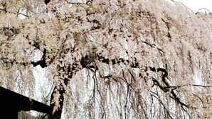Three individuals in traditional attire standing in front of a cherry blossom tree.