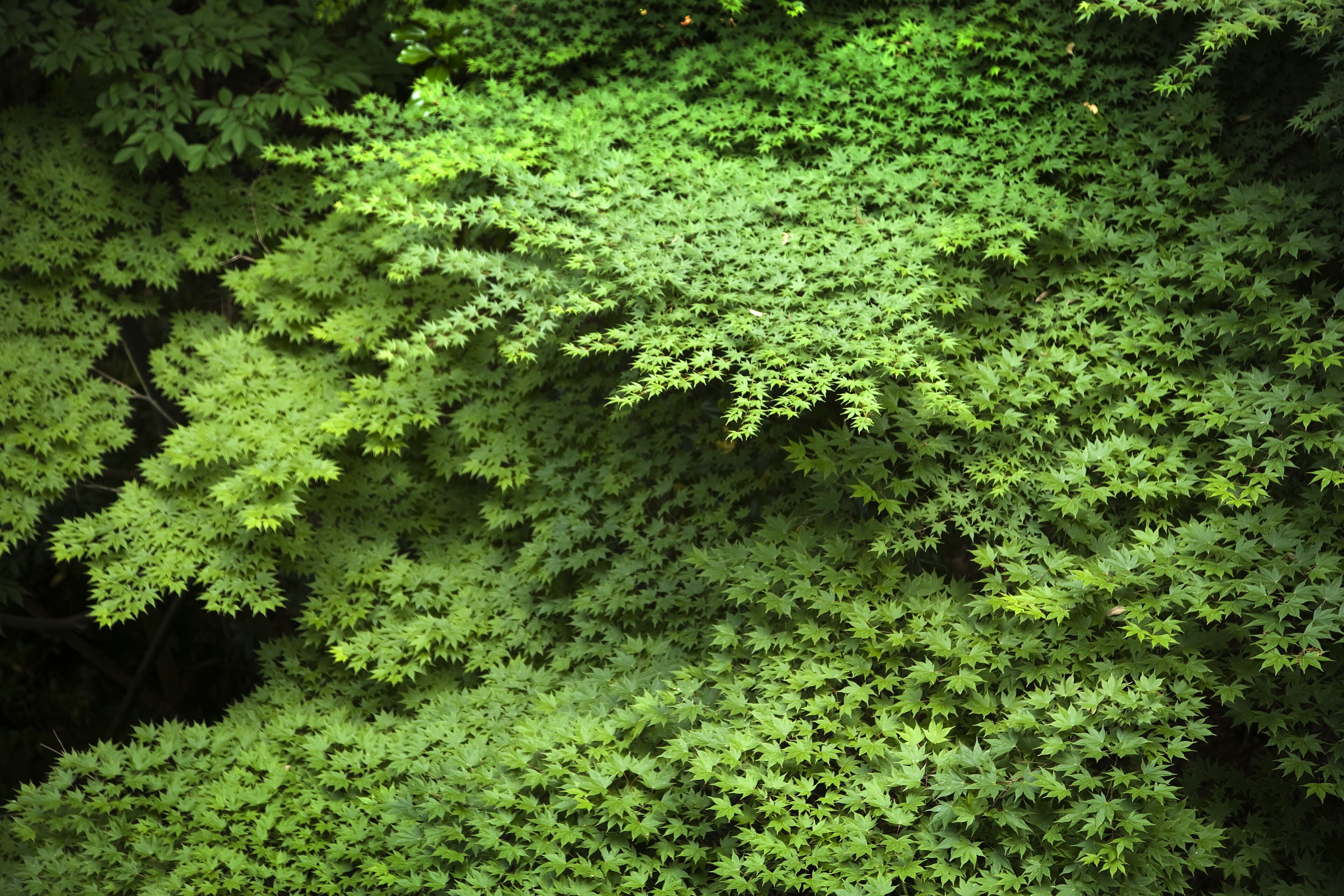 A dense forest of green foliage.