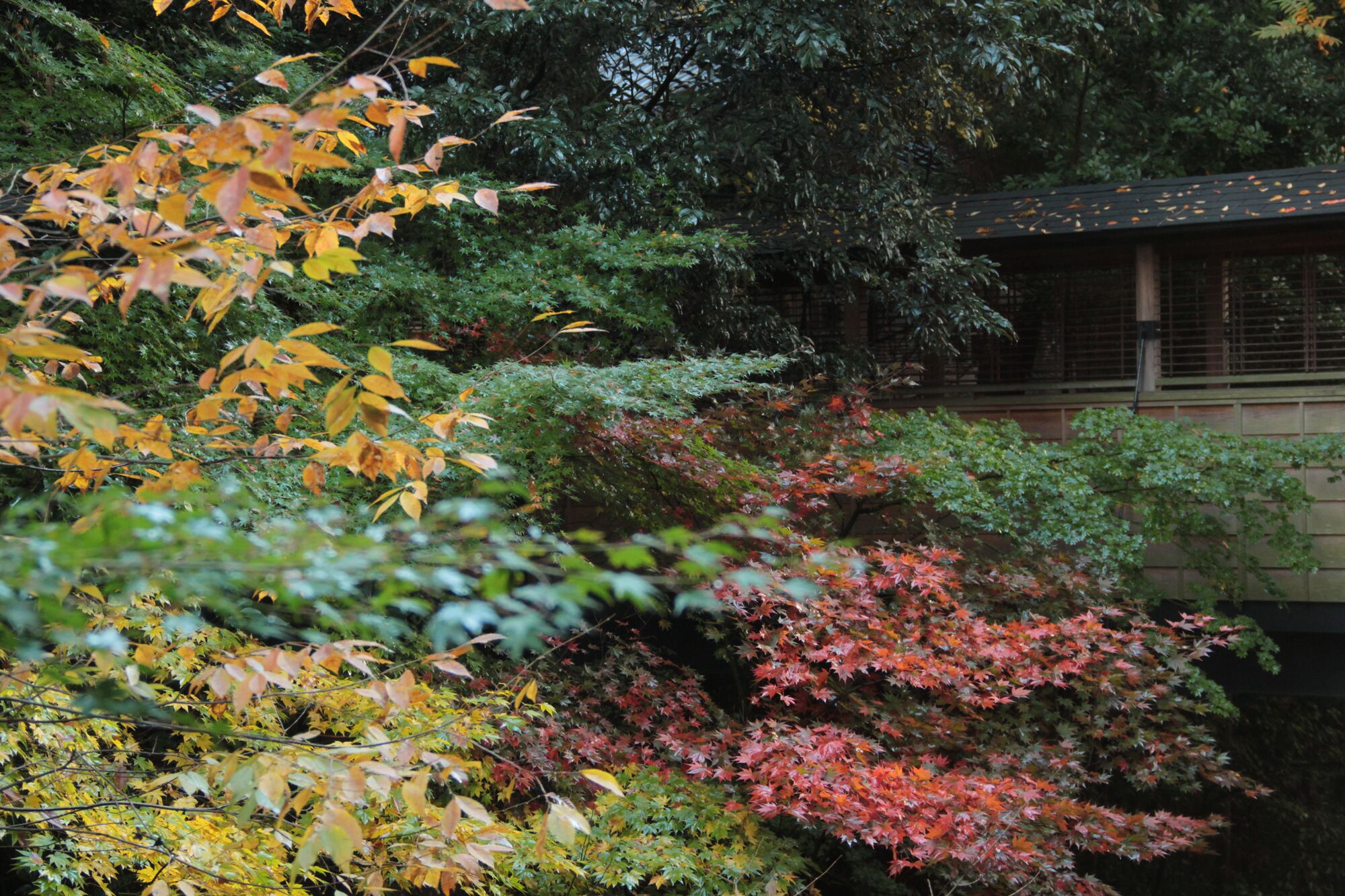 Japanese Style Traditional Room, Non Smoking | View from room