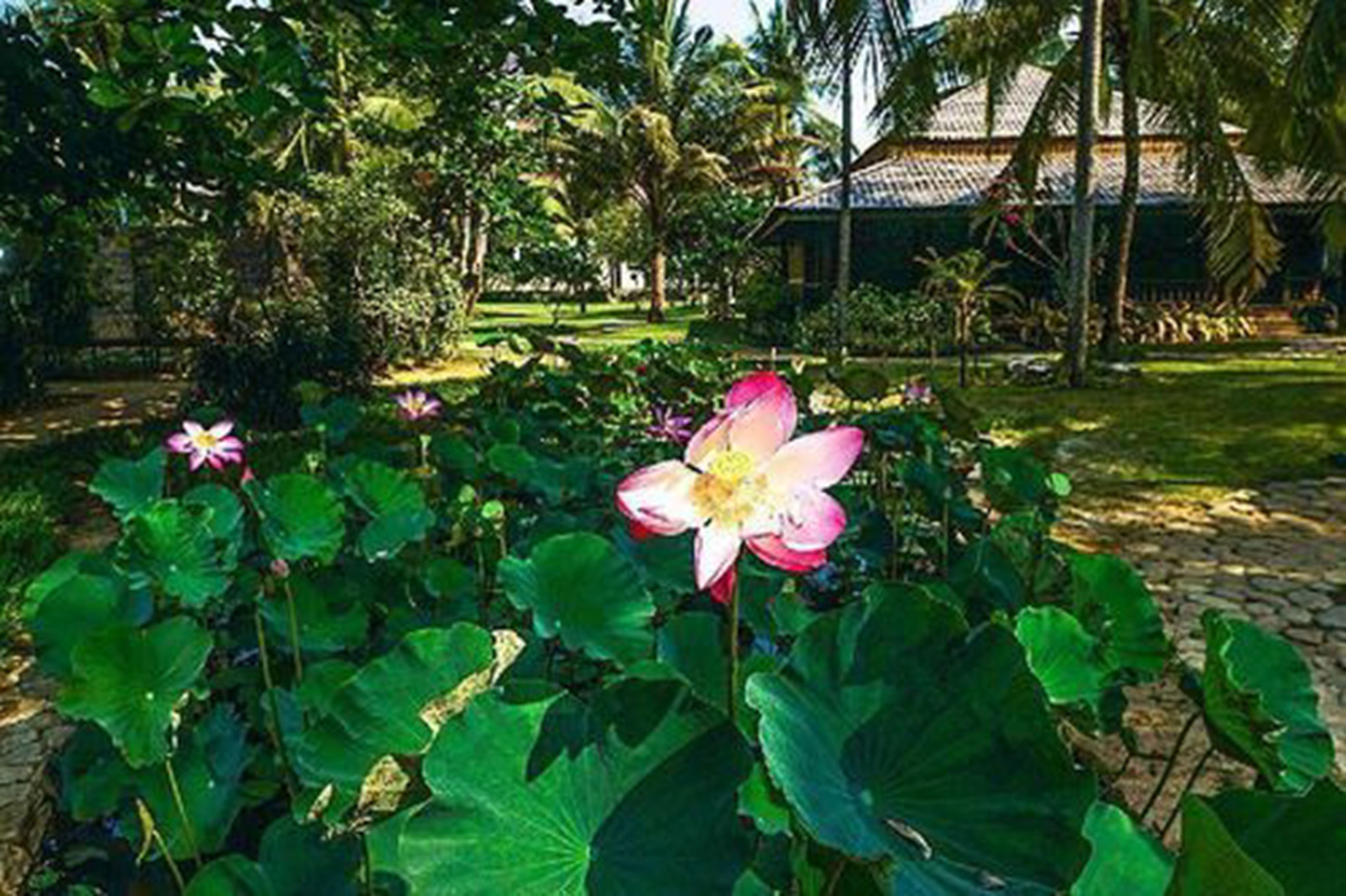 A garden with lotus flowers and a traditional building in the background.