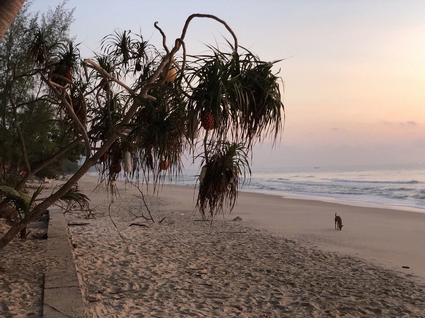 A beach with a dog, palm trees, and ocean waves.