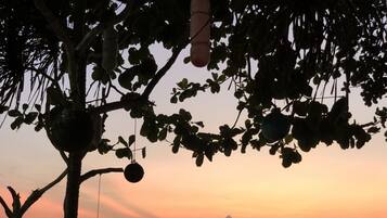 A tree with hanging ornaments against a sunset sky.