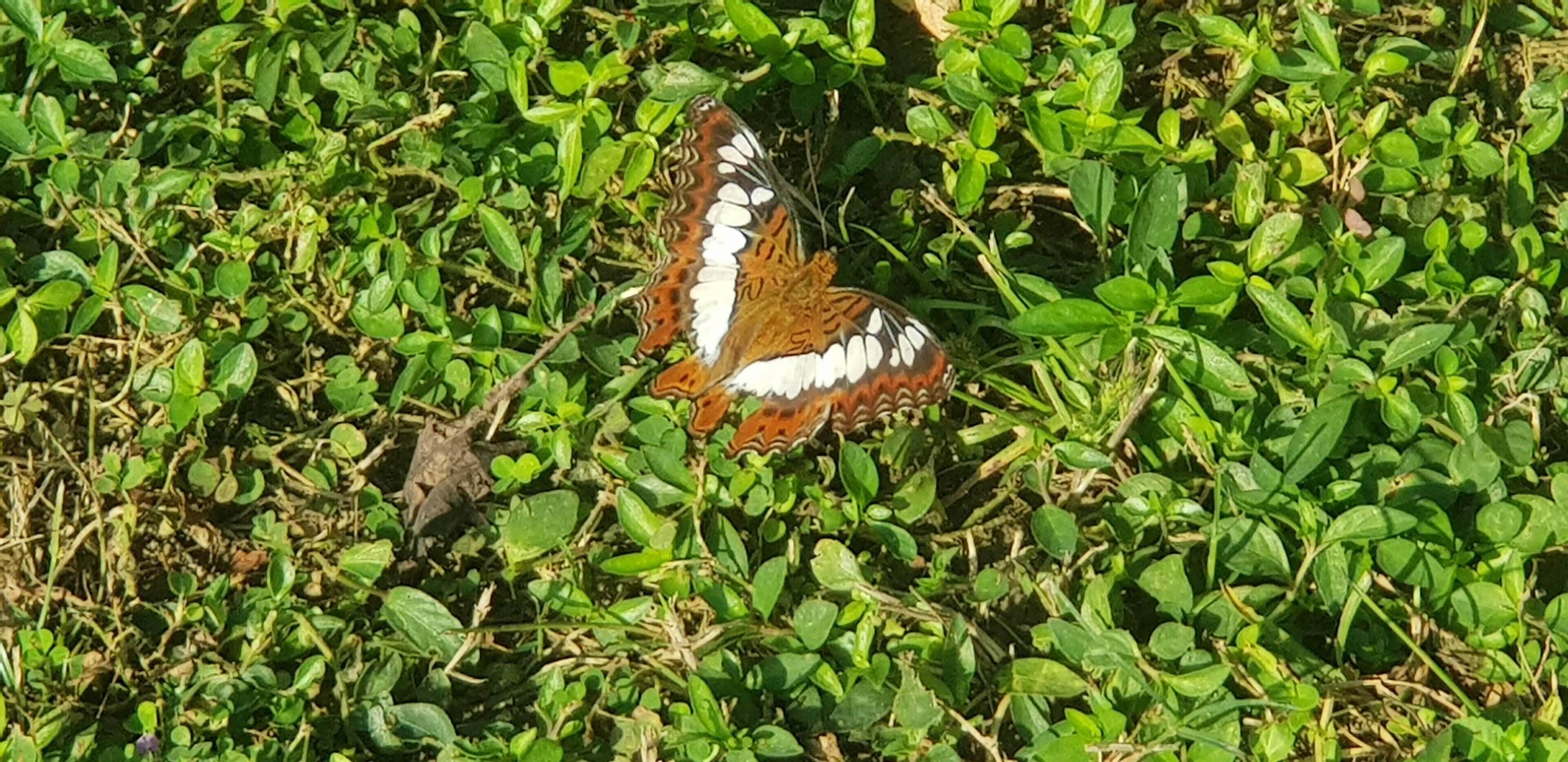 Een vlinder rustend op groene bladeren.