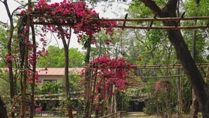 Un sendero de jardín con una enrejada de bambú cubierta de flores rosadas, que lleva a un edificio con techo rojo.