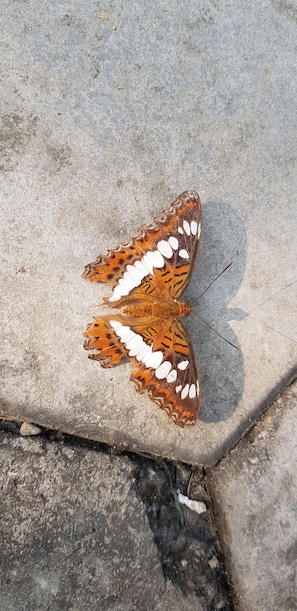 Una mariposa sobre una superficie de hormigón.
