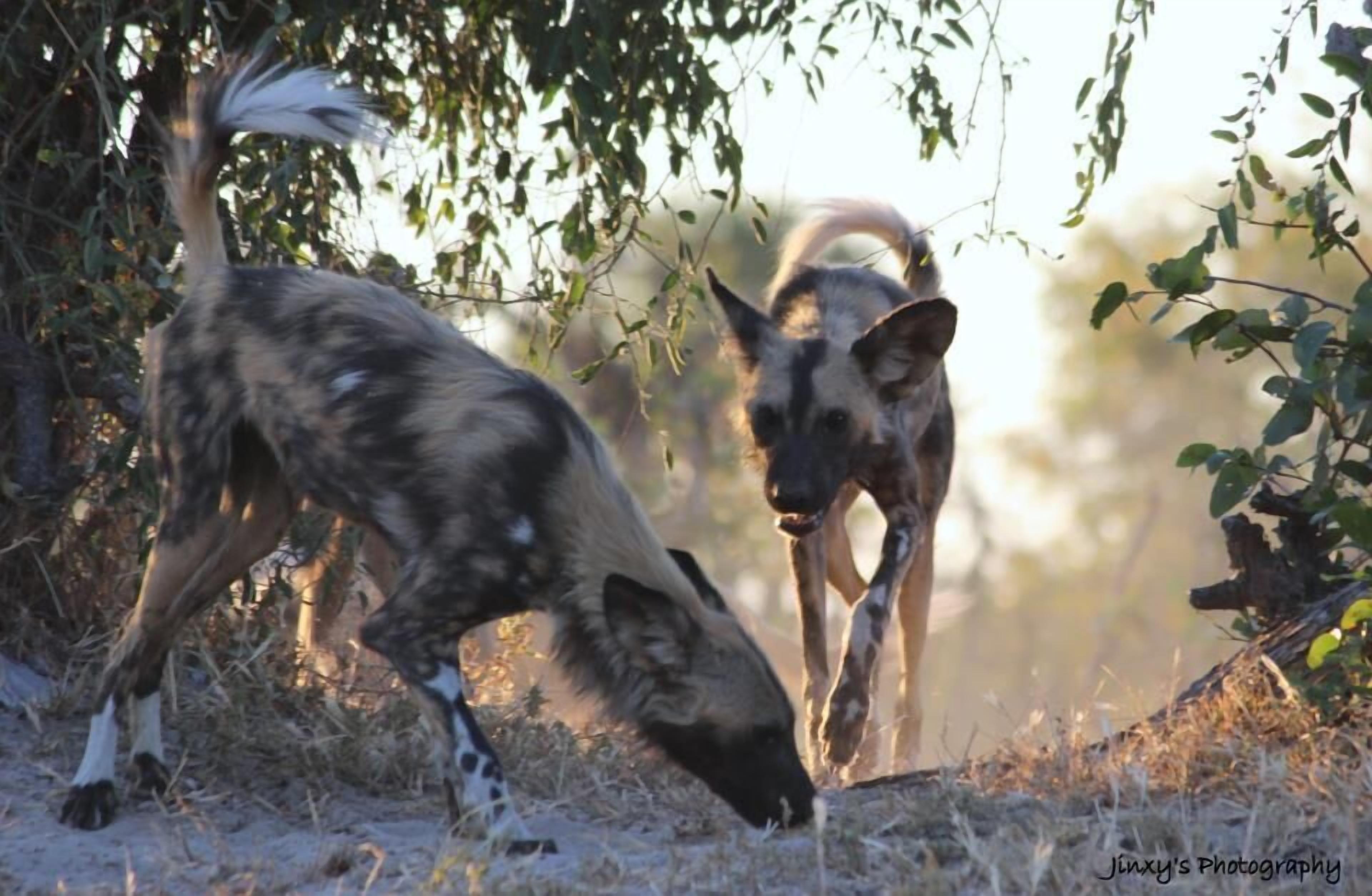 Two wild dogs in a natural setting with trees and foliage.