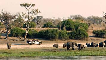 Safari