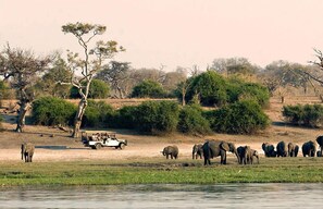Safari
