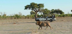 Safari