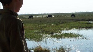 Una persona observando ganado pastando en un campo con un cuerpo de agua al frente.