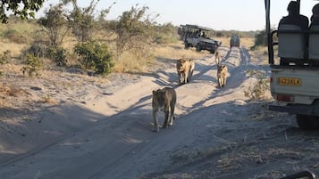 Safari