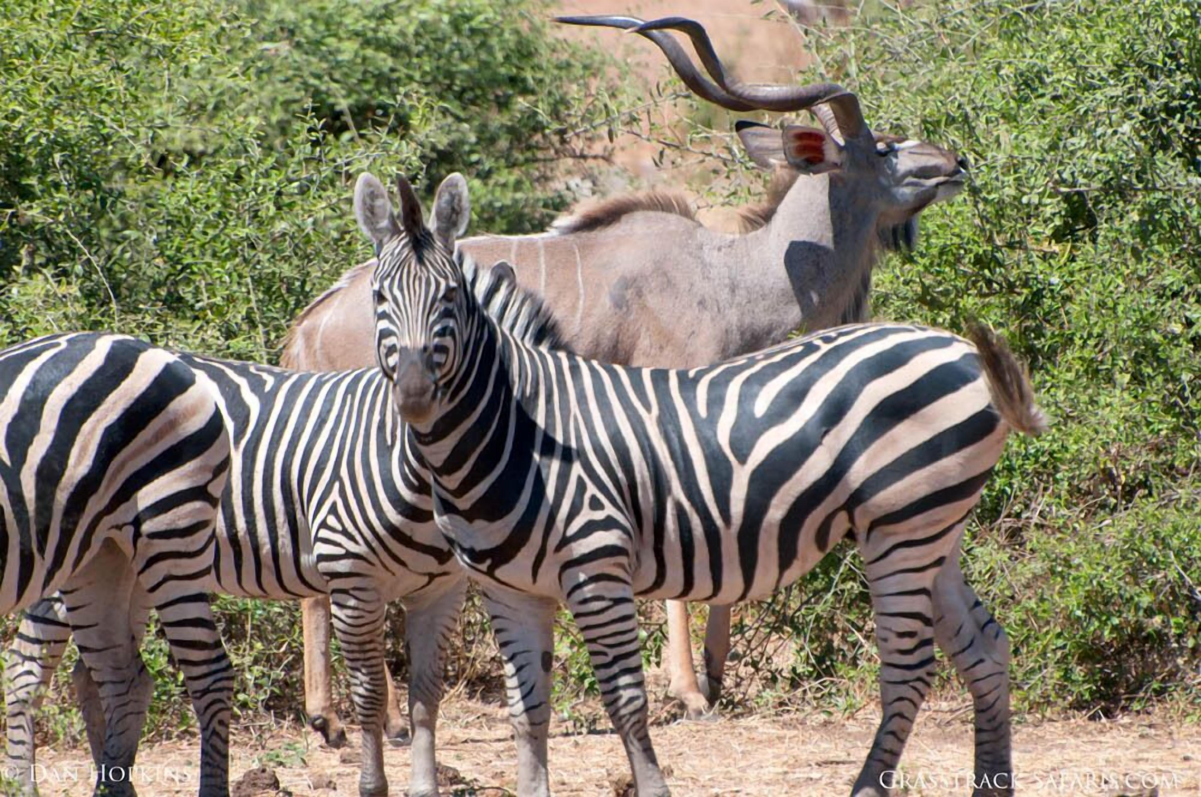 Safari