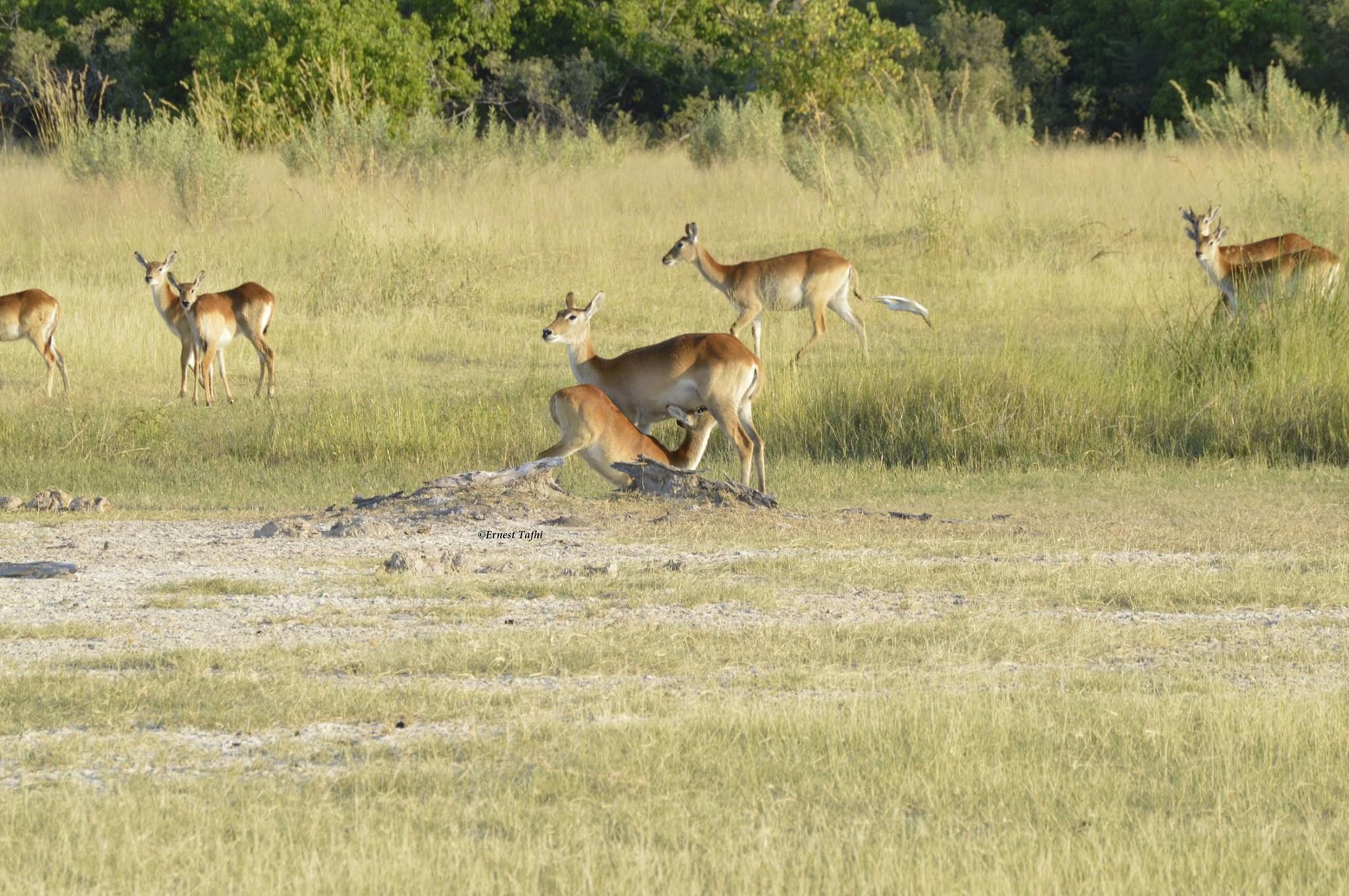 A group of deer in a grassy field with trees in the background.