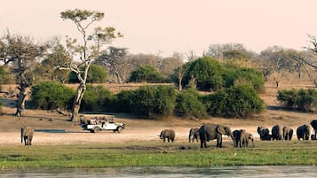 Safari