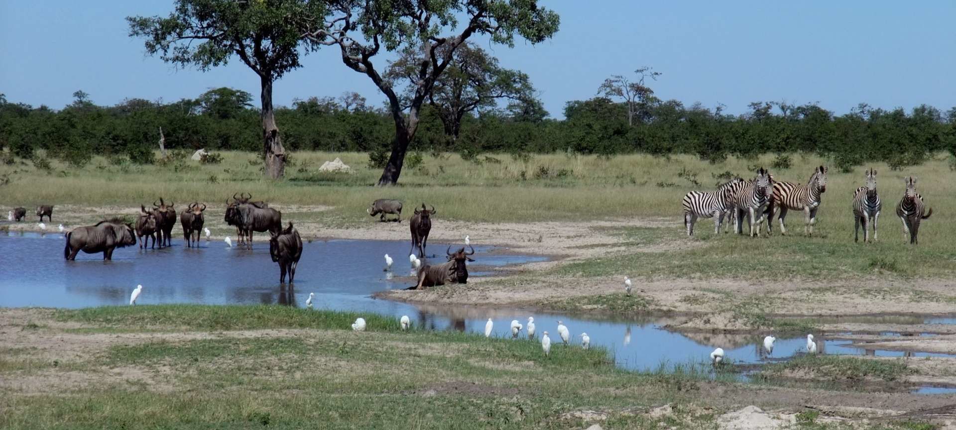 Safari