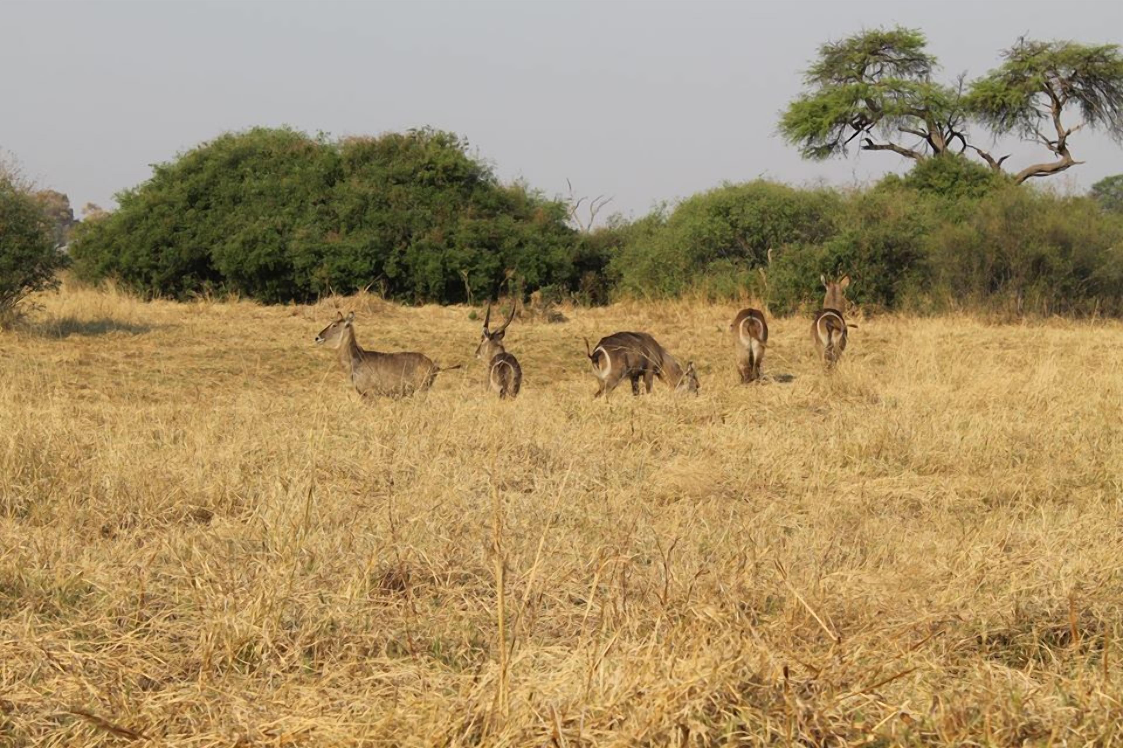 A group of antelopes in a dry grass field with trees in the background.