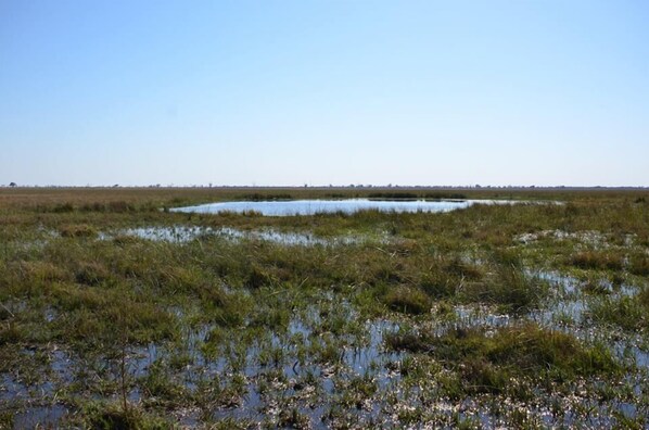 A flat landscape with a small body of water and sparse vegetation. - Xakanaka Mobile Camp (Xakanaxa)