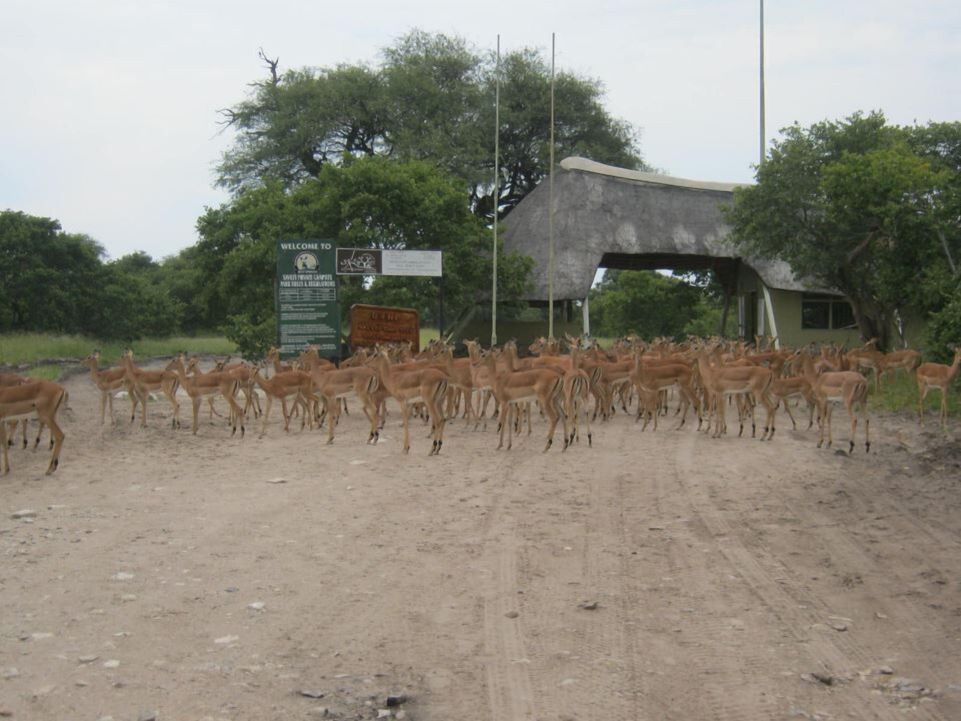 Un camino de tierra con una manada de antílopes en primer plano y un edificio con un letrero al fondo.