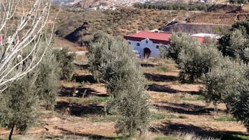 Viñedo