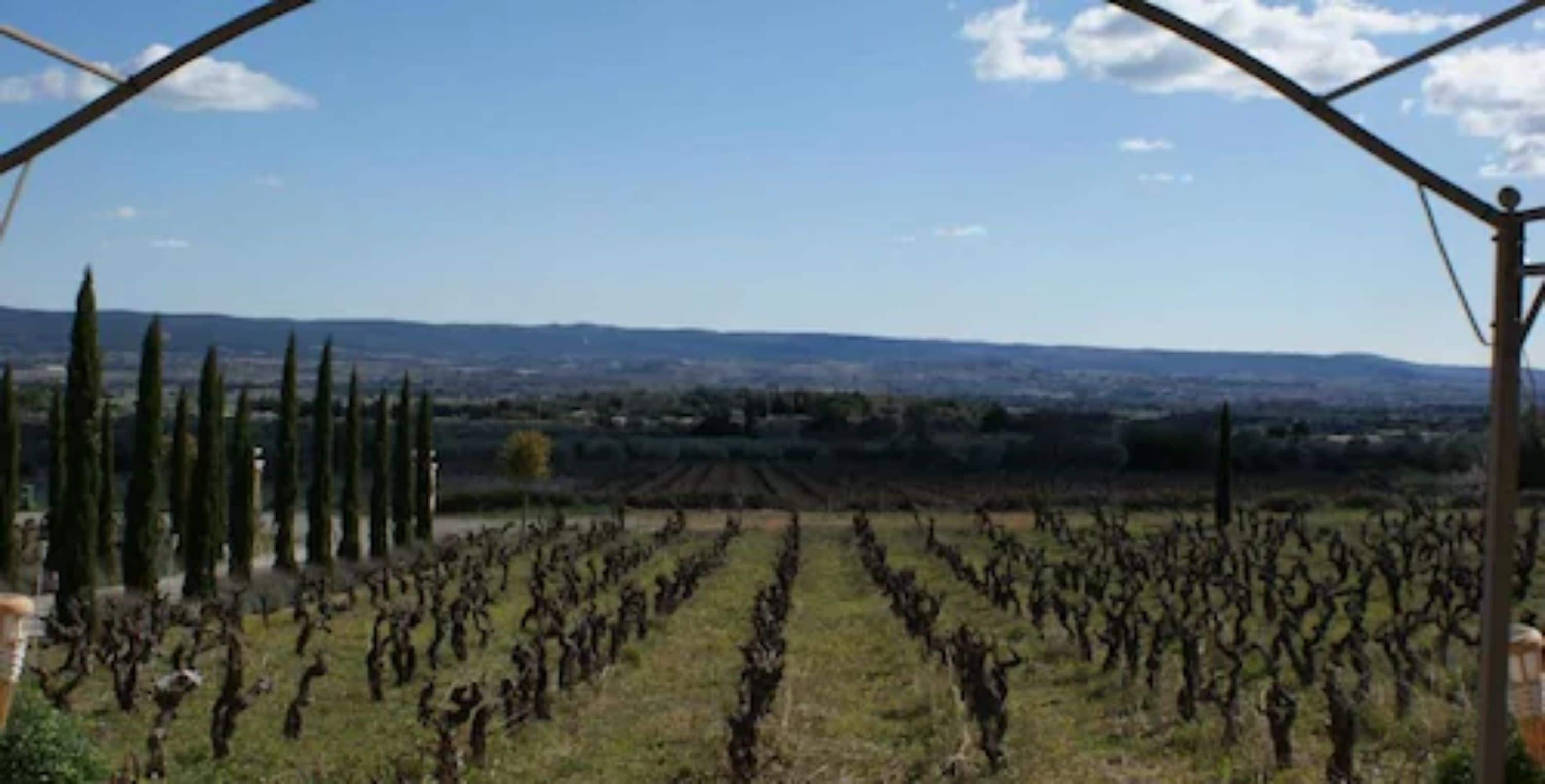 A vineyard with rows of grapevines under a clear sky.