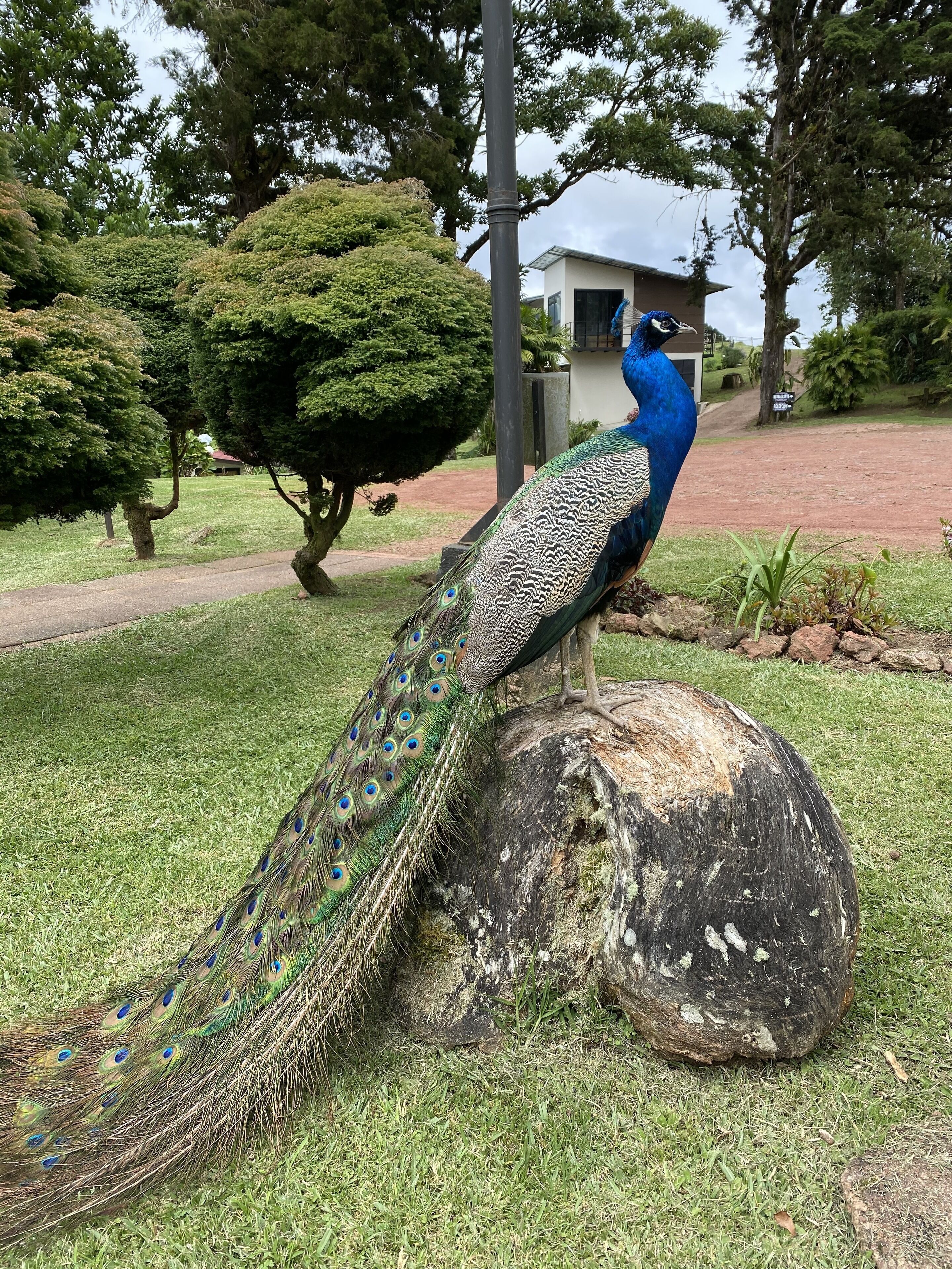 A peacock perched on a log in a landscaped area with trees and a building in the background.