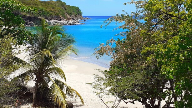 Una playa con una vista despejada del océano, rodeada de exuberante vegetación y una palmera.
