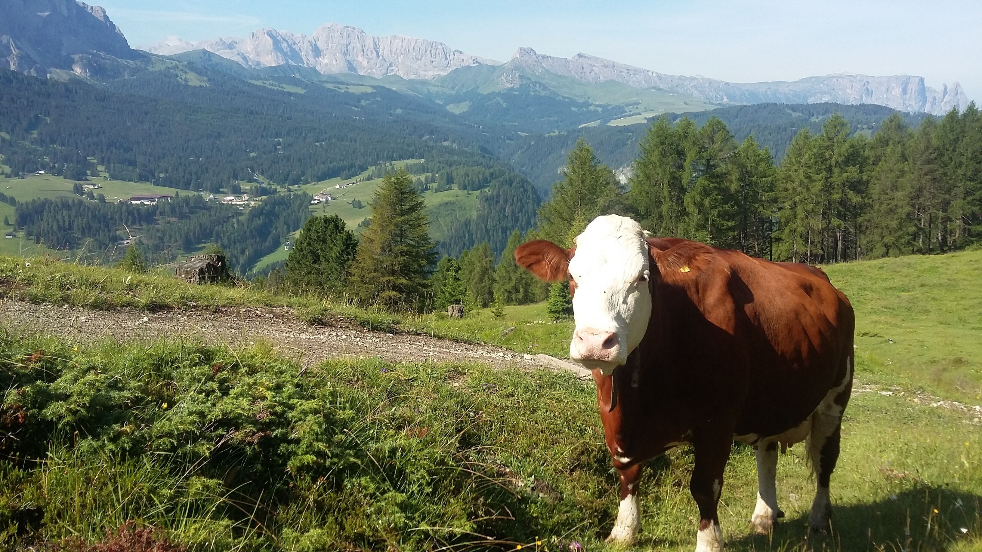 Eine Kuh steht auf einer grasbewachsenen Hügelkuppe, im Hintergrund eine Berglandschaft.