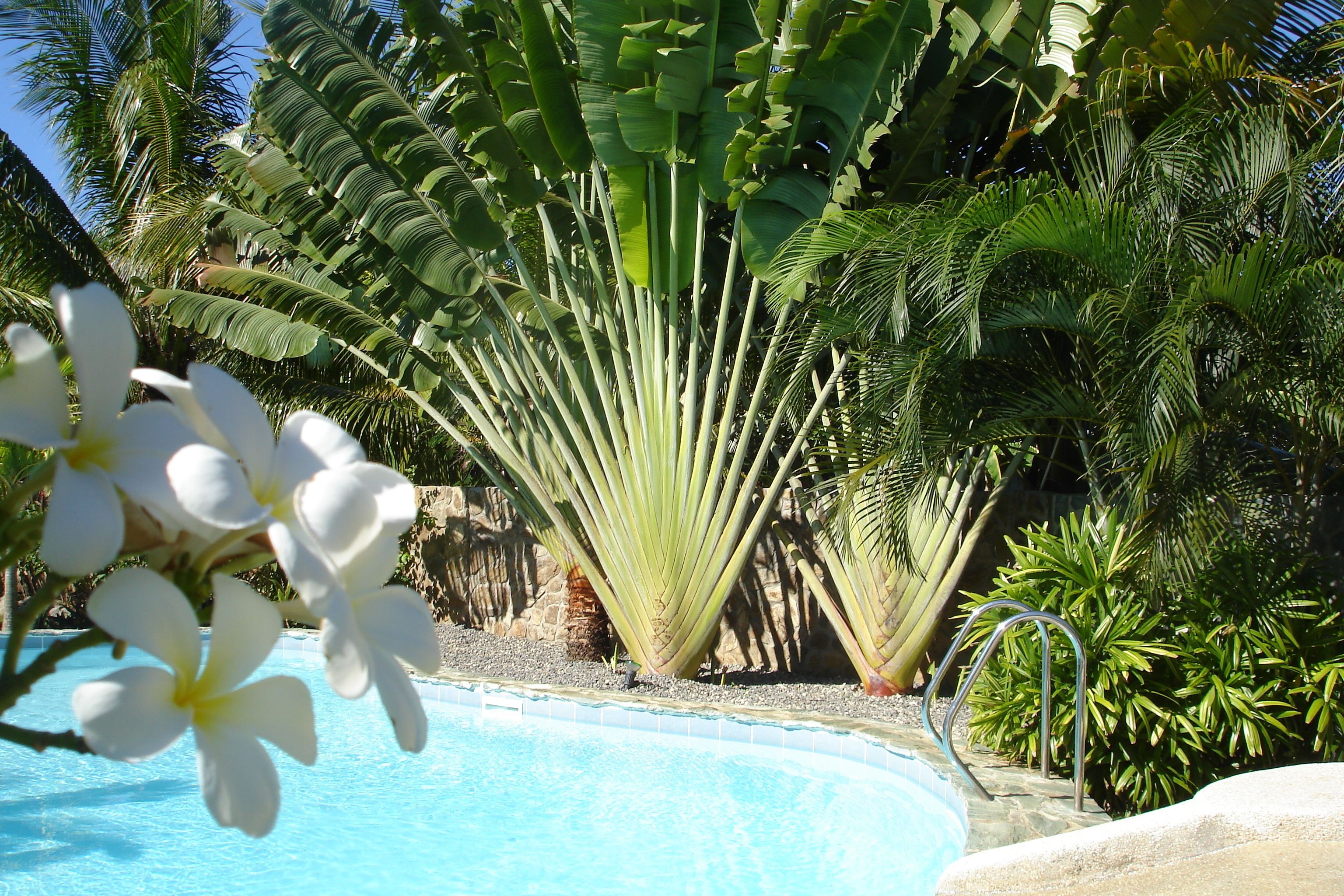 outdoor pool, pool loungers