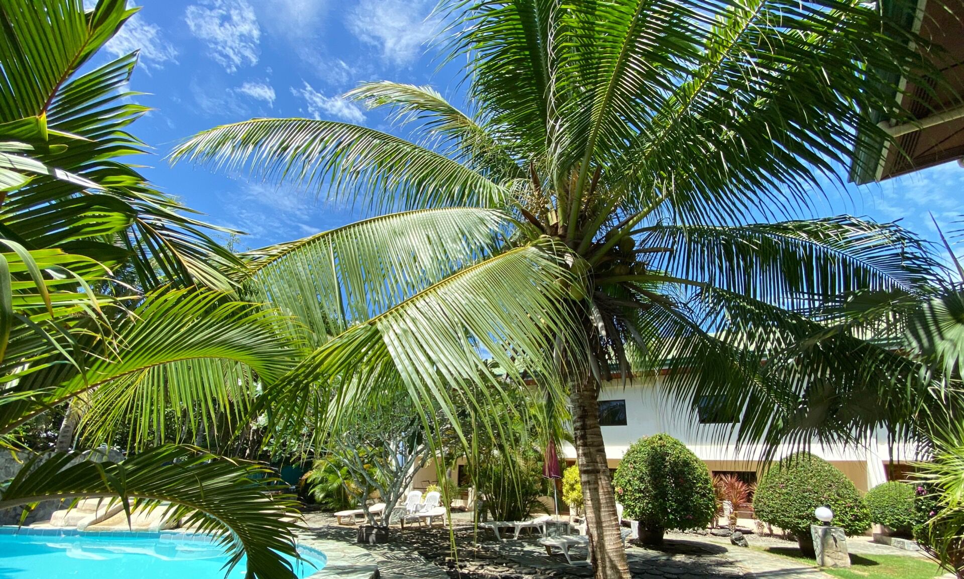 outdoor pool, pool loungers