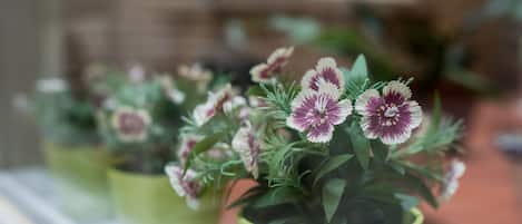 Blumen in Töpfen vor einem Fenster.