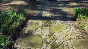 A stone pathway leading through a park with trees and a clear sky. - Parque de Campismo Orbitur Angeiras (Matosinhos)