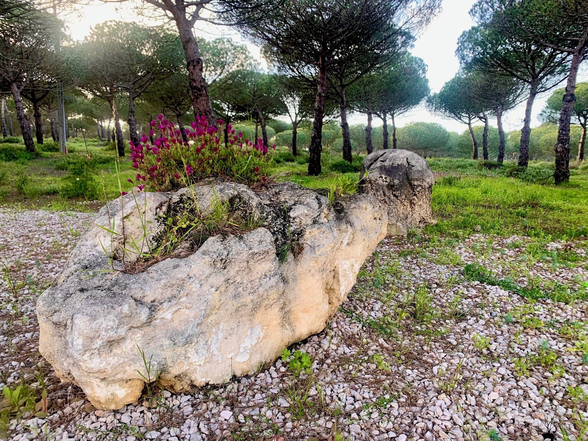 A natural landscape with a large rock formation surrounded by trees and flowering plants.