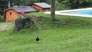 A wooden cabin with a sloped roof, a swimming pool, and a bird standing on the grass. - Cabaña Fau Wualmapu (Pucón)