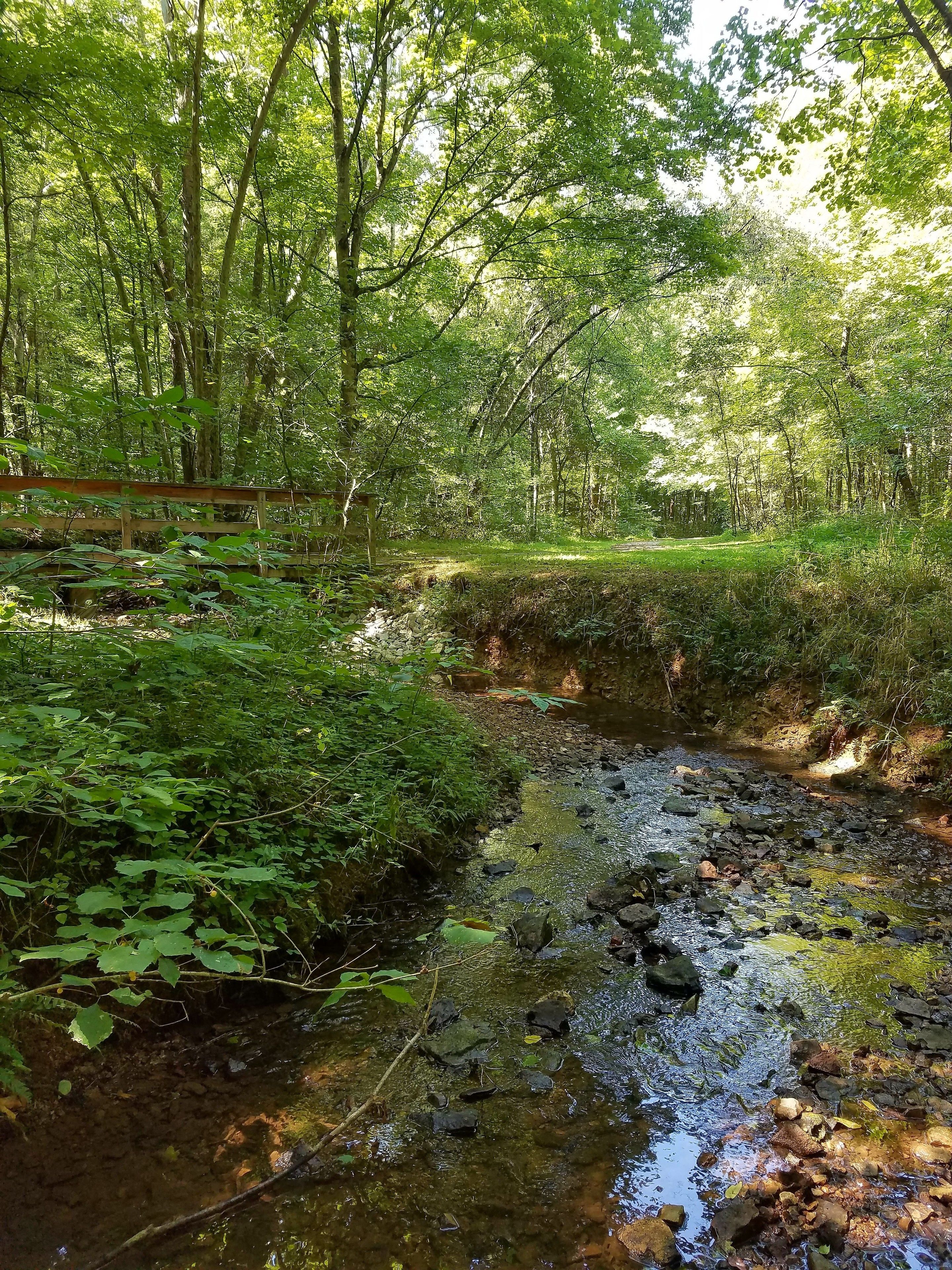 A forested area with a small stream and a wooden bridge.